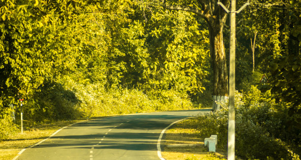 漂亮的绿色道路。树木覆盖的道路。图片下载