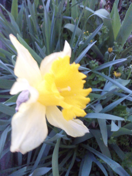 黄水仙图片下载