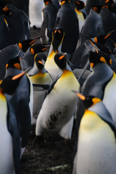 金港上的帝企鹅图片下载