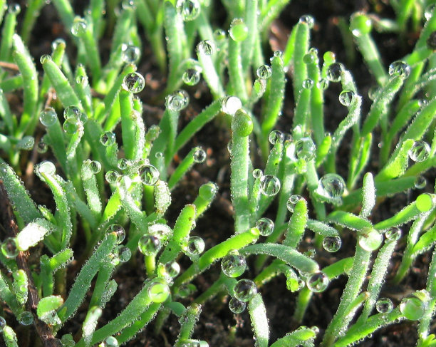 嫩草上的晨露图片下载