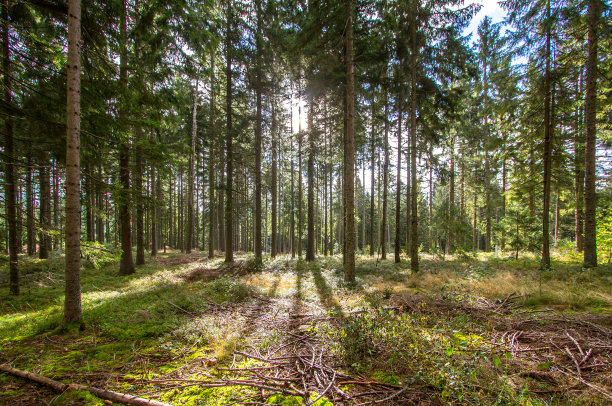 树林照片素材ID：316757802