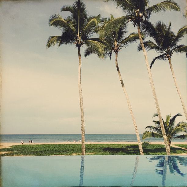 无边泳池和棕榈树图片下载