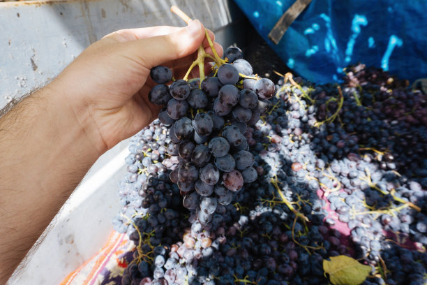 黑葡萄图片下载