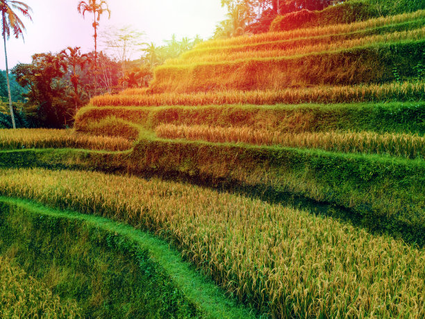 绿色和黄色的稻田素材图片