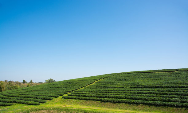 泰国的茶园。素材图片