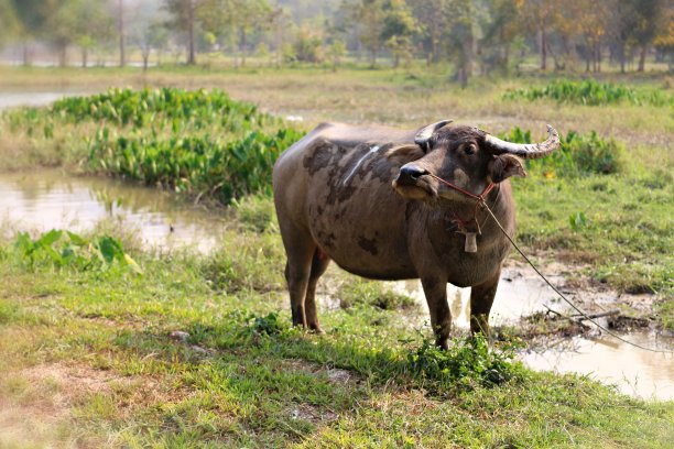 亚洲水牛站在市中心的稻田附近图片下载