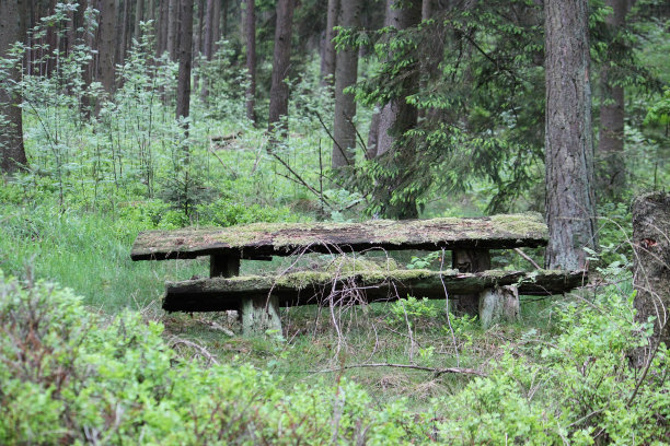 森林里的木凳图片下载
