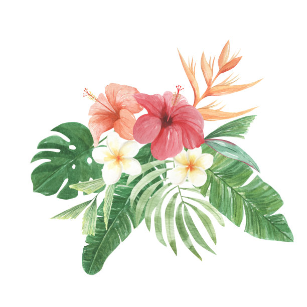 水彩花，芙蓉，棕榈，叶子，阿罗哈，鸡蛋花，热带图片下载