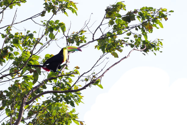 丛林里的巨嘴鸟图片下载