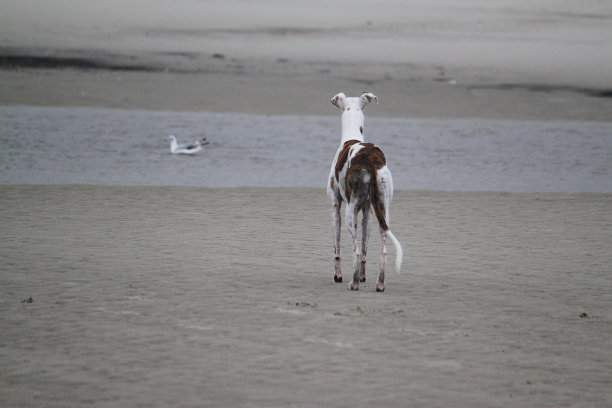 海滩上的高尔戈图片下载
