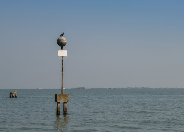 褐鹈鹕，西花鹈鹕，威尼斯泻湖。图片下载