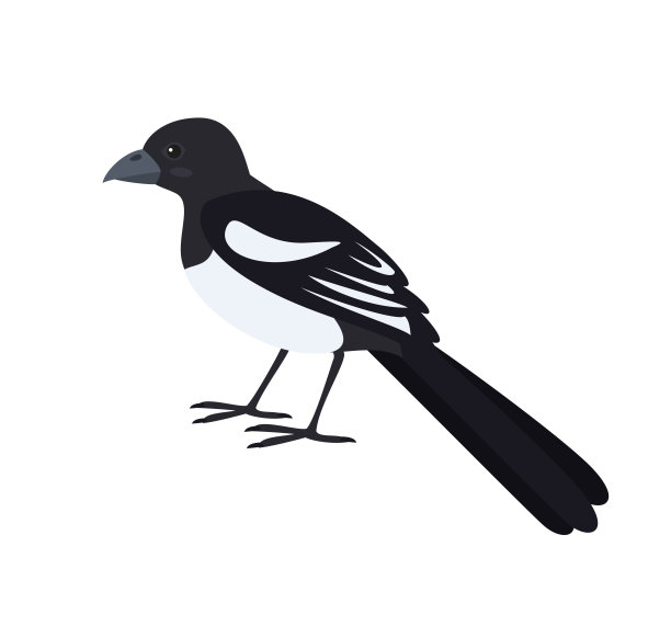卡通喜鹊图标在白色的背景。素材图片