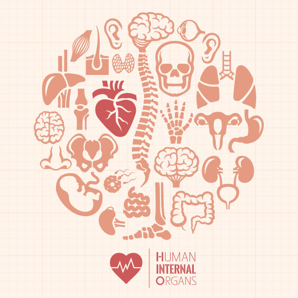 人体内脏蒙太奇图片下载