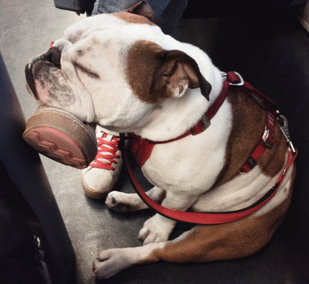 一只狗把头靠在主人的腿上图片下载