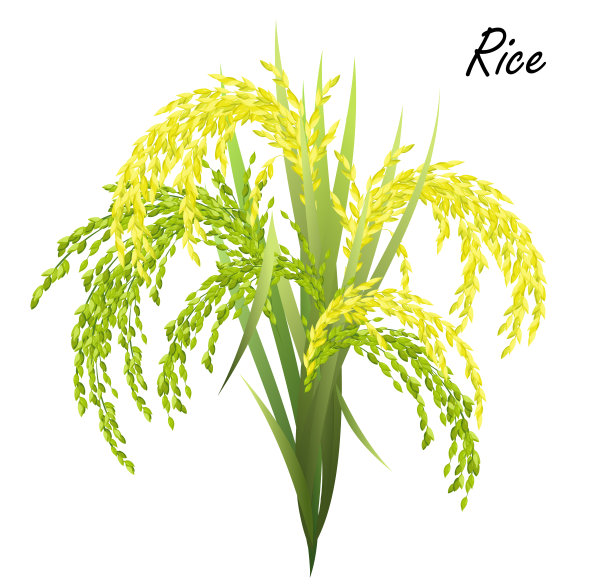 水稻穗(水稻，亚洲水稻)，现实的矢量插图。图片下载