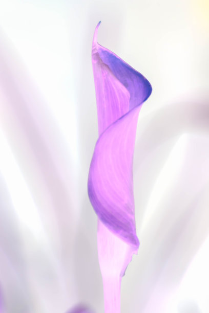 紫色的礼来花图片下载