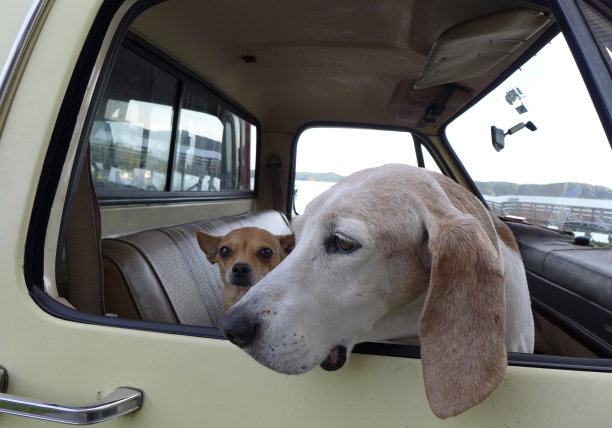 猎犬和吉娃娃图片下载