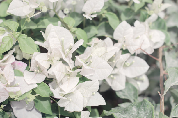 阳光明媚的晴天里盛开白色鲜花的三角梅灌木，白色花朵背景图片下载