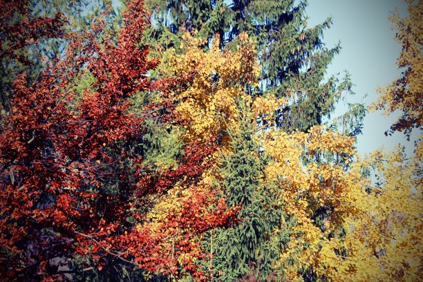 有落叶的森林图片下载