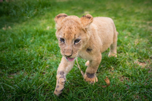 狮子在草地上嬉戏-美丽的照片，编辑空间图片下载