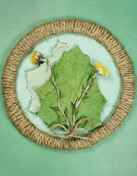 植物标本。款冬,foalfoot。干燥的植物。剪贴簿。图片下载