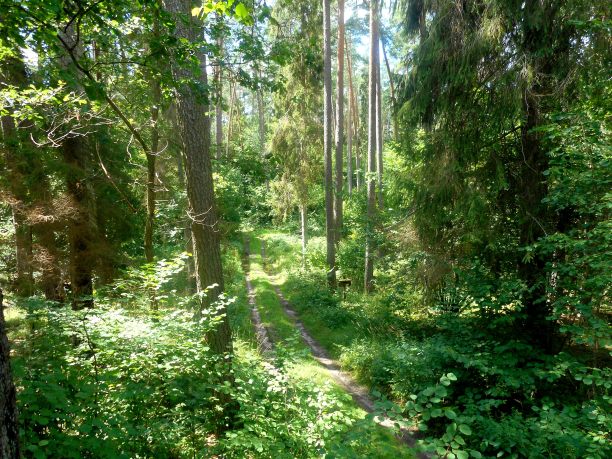 森林中的小径图片下载