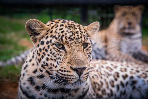 野生猎豹夫妇。肖像。素材图片