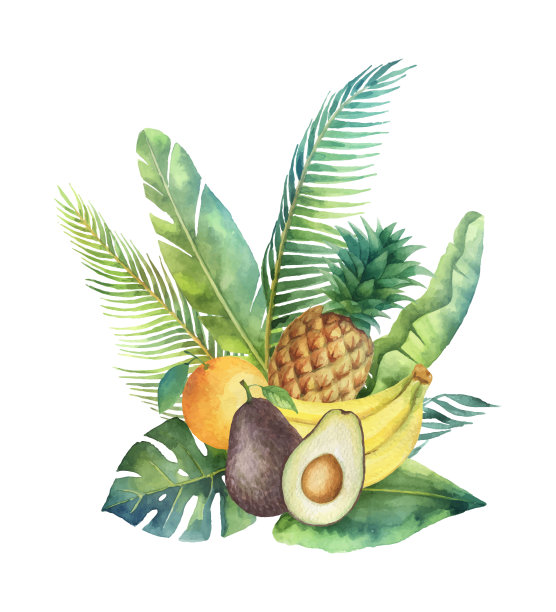 水彩向量有机花束的水果和棕榈树孤立在白色的背景。图片下载