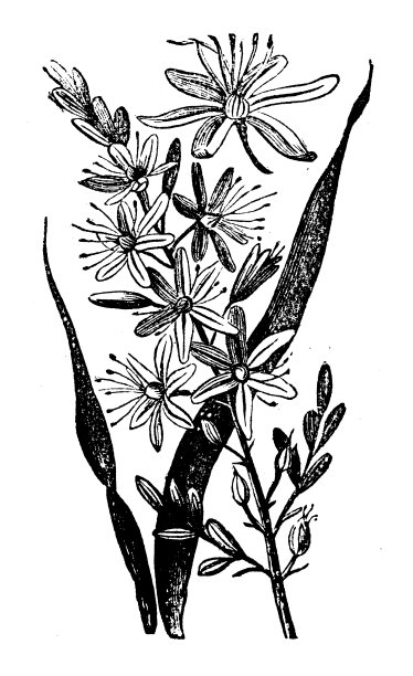 植物学植物仿古雕刻插图:枝杈水仙图片下载