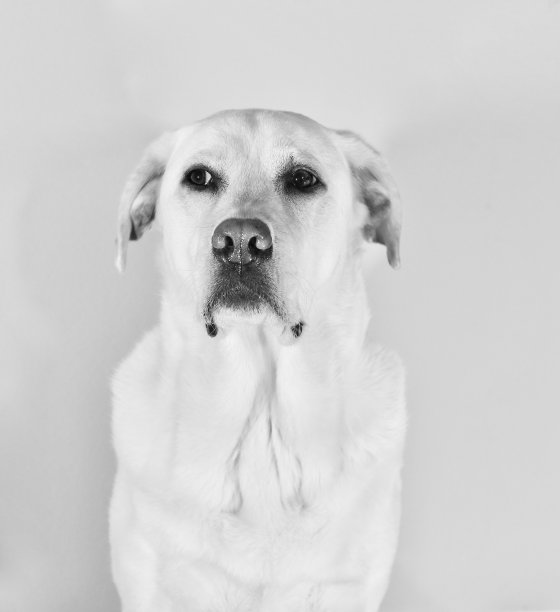 拉布拉多寻回犬图片下载