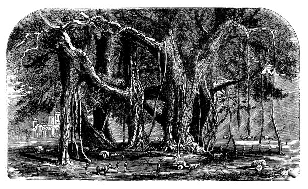 植物学植物仿古雕刻插图:榕树图片下载