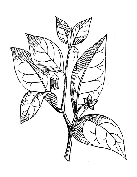 植物学植物古版画插图:颠茄图片下载