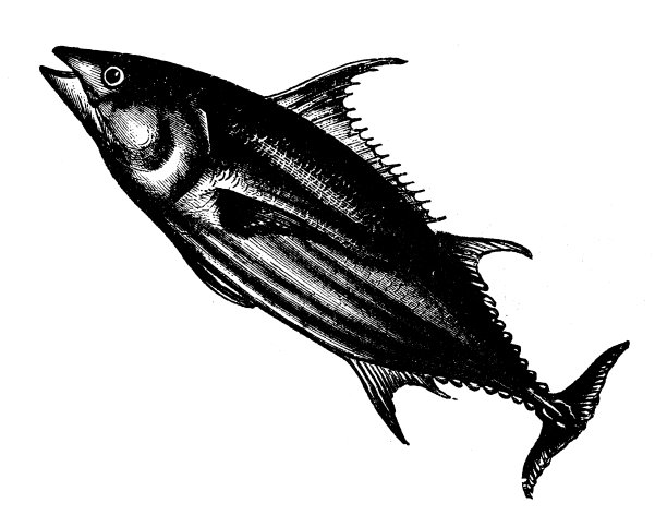 动物仿古雕刻插图:鲣鱼金枪鱼图片下载
