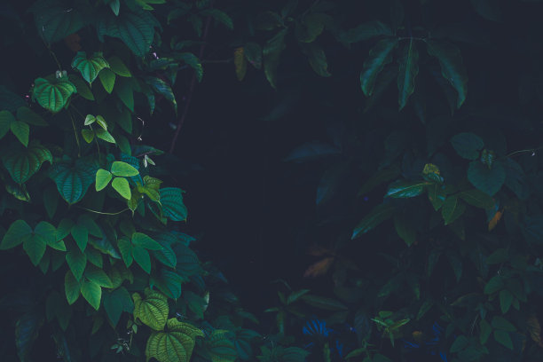 丛林叶子背景素材图片