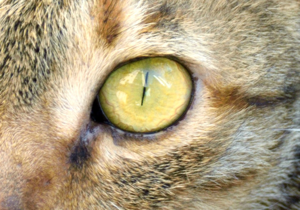 盯着猫的眼睛图片下载