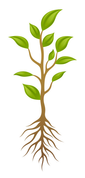树与根图片下载