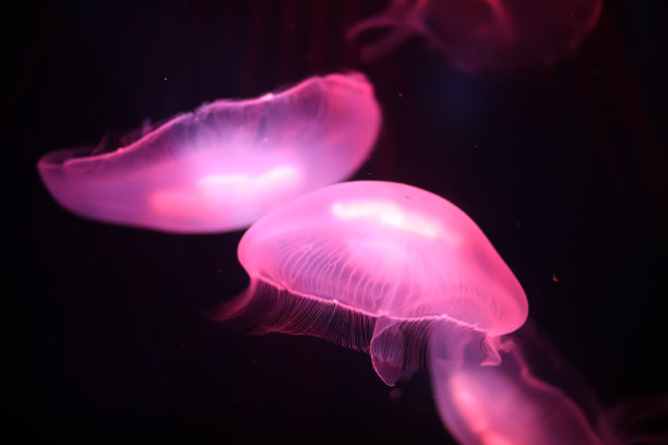 水下游泳的彩色水母素材图片