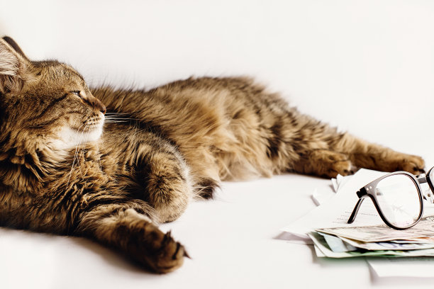 可爱的猫坐在桌子上眼镜手机和钱，工作的家庭或时间的假期概念，文字的空间图片下载