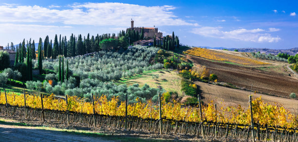 传统的乡村和美丽的托斯卡纳风景。金色的秋天的葡萄园。意大利素材图片
