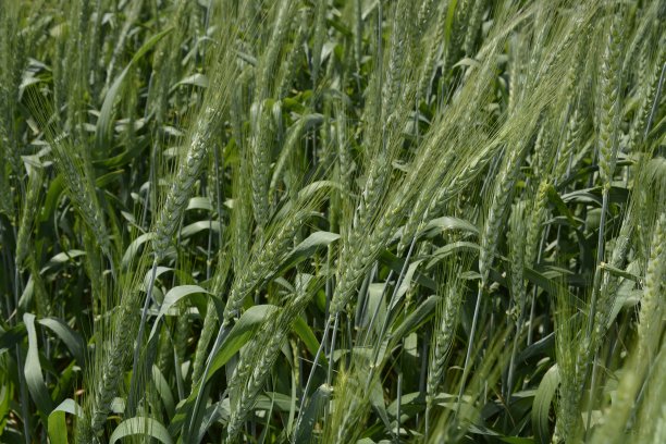 小麦的头图片下载