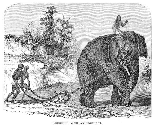 用雕刻的印度大象犁地1876年图片下载
