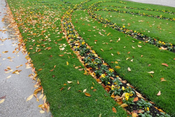 叶和草坪图片下载