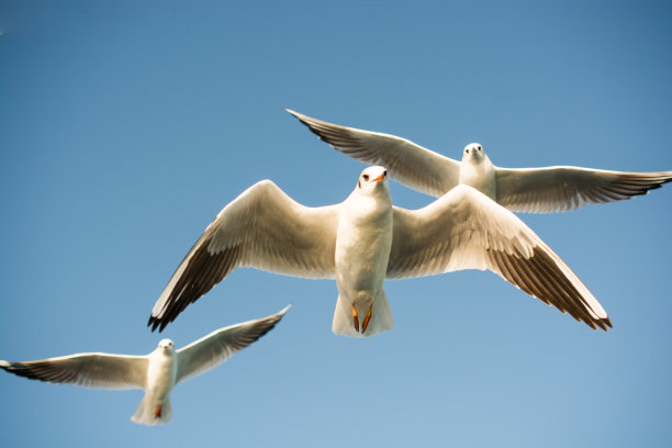 海鸥在天空中飞翔图片下载