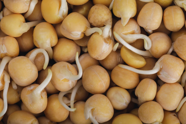 有用食物:豆芽的纹理。俯视图的豌豆种子，特写图片下载