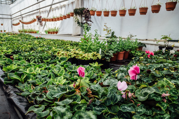 在冬季温室里种植粉红色的仙客来花图片下载