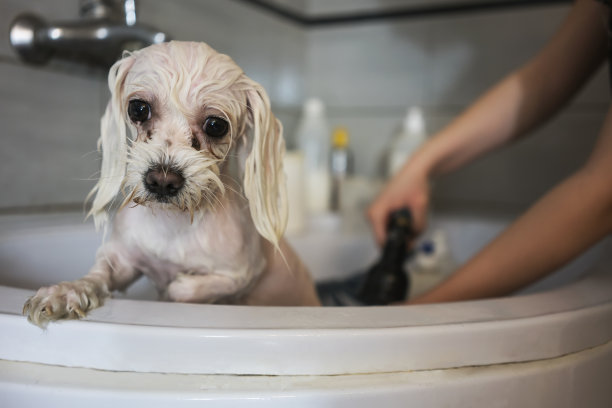 一只狗洗澡素材图片