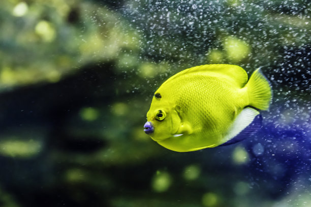 斑点天使鱼(Apolemichthys trimaculatus)素材图片