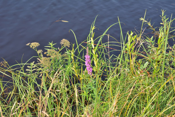 河边有花，河边有水图片下载