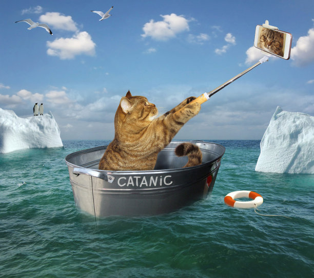 在船上拿着电话的猫素材图片