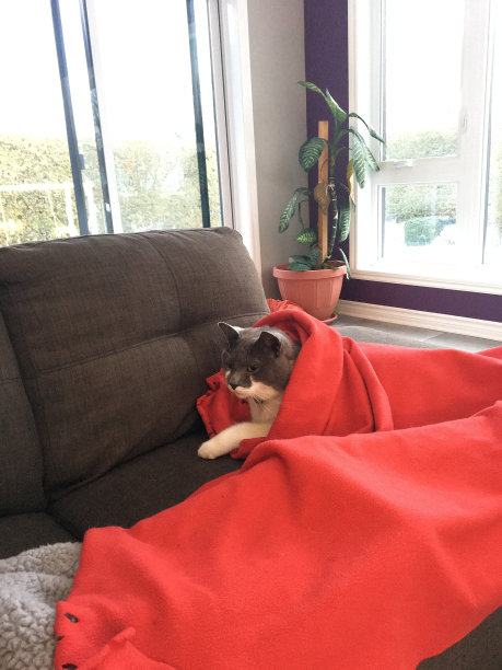 一只猫躺在沙发上，藏在一张红色的毯子下面，背景是大窗户，以获得大量的阳光。我们只能看到一张滑稽的脸。图片下载